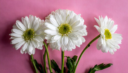 White daisies on a pink background. Flat lay, top view.