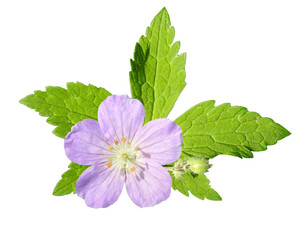 Geranium maculatum (Wild Geranium) Native North American Woodland Wildflower Isolated
