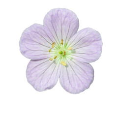 Geranium maculatum (Wild Geranium) Native North American Woodland Wildflower Isolated
