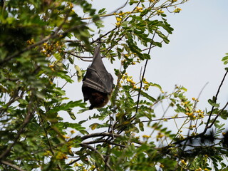 Flying fox in India uttar pradesh