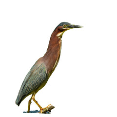 Green Heron (Butorides virescens) Isolated on White Background