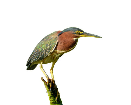 Green Heron (Butorides virescens) Isolated on White Background