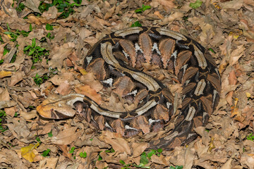 Gaboon Adder (Bitis gabonica), also called the Gaboon Viper, displaying its beautiful camouflage patterns against the dead leaves of the forest floor