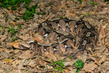 Gaboon Adder (Bitis gabonica), also called the Gaboon Viper, displaying its beautiful camouflage patterns against the dead leaves of the forest floor