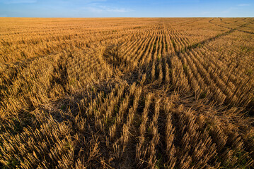 lines and marks on the stubble in the field after the harvested grain crop