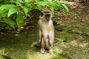 Barbados, Wildlife Reserve: view of a local green monkey in the tropical forest.