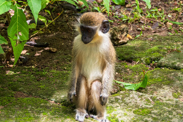 Naklejka na ściany i meble Barbados, Wildlife Reserve: view of a local green monkey in the tropical forest.