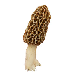 Morel (Morchella) Edible Culinary Mushroom Isolated 