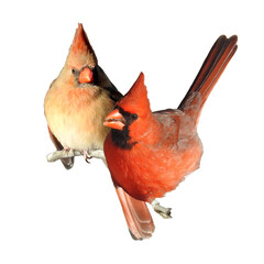 Northern Cardinal (Cardinalis cardinalis) North American Songbird Bird Isolated On White Background