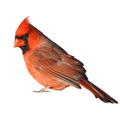 Northern Cardinal (Cardinalis cardinalis) Backyard Bird of North America Isolated on White Background