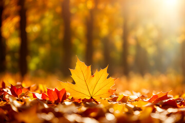 Naklejka na ściany i meble Red maple leaves in autumn, red-yellow maple leaves for web and wallpaper HD photo, autumn maple tree with crimson and yellow leaves, autumn foliage on a maple tree branch in crimson and yellow