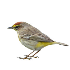 Palm Warbler (Setophaga palmarum) Migrating Songbird Isolated on White