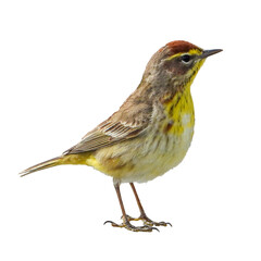 Palm Warbler (Setophaga palmarum) Migrating Songbird Isolated on White