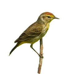 Palm Warbler (Setophaga palmarum) Migrating Songbird Isolated on White