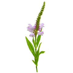 Isolated Obedient Plant (Physostegia virginiana) Native North American Wildflower 
