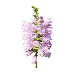Obraz premium Isolated Obedient Plant (Physostegia virginiana) Native North American Wildflower 