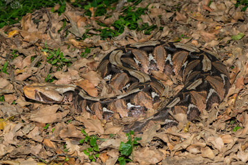 Gaboon Adder (Bitis gabonica), also called the Gaboon Viper, displaying its beautiful camouflage...