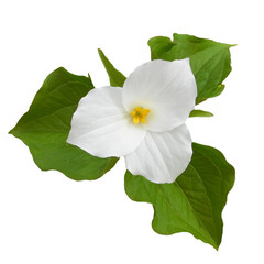 Obraz premium Trillium grandiflorum (Large-flowered Trillium) Native North American Woodland Wildflower Isolated 