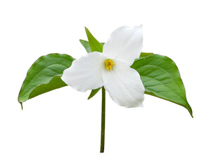 Trillium grandiflorum (Large-flowered Trillium) Native North American Woodland Wildflower Isolated 