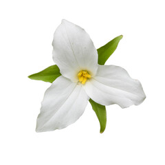 Trillium grandiflorum (Large-flowered Trillium) Native North American Woodland Wildflower Isolated 