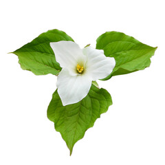 Trillium grandiflorum (Large-flowered Trillium) Native North American Woodland Wildflower Isolated 