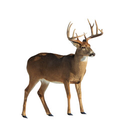 Image of an Isolated White-tailed Deer Buck with Antlers