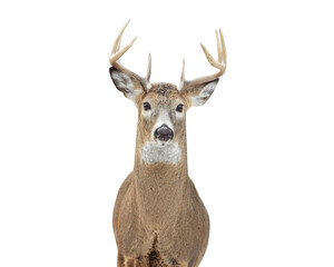 Image of an Isolated White-tailed Deer Buck with Antlers