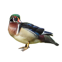 Isolated Wood Duck (Aix sponsa) North American Waterfowl with White Background