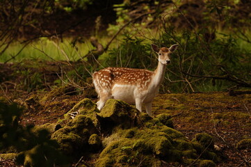 Obraz premium Fallow Deer at Lochbuie on the Inner Herbrides Isle of Mull, Scotland, UK