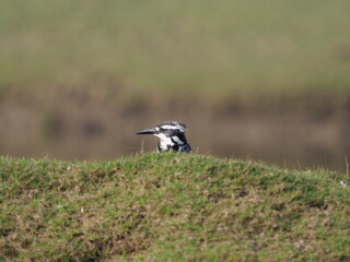 Pied Kingfisher head showing