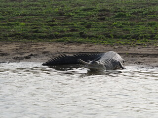 Fototapeta premium Endangered gharials in India