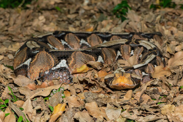 The beautiful camouflage of the Gaboon Adder (Bitis gabonica), also called the Gaboon Viper, in its...