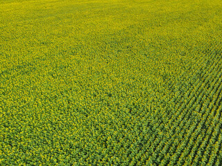 Sunflower field on a summer day, aerial view.