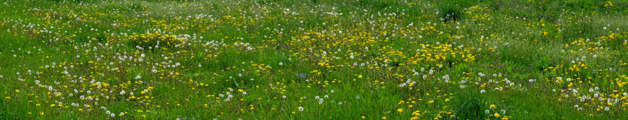 A field of dandelions, their bright yellow heads contrasting with the green grass.