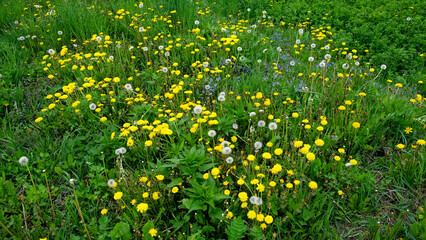 A field of dandelions, their bright yellow heads contrasting with the green grass.
