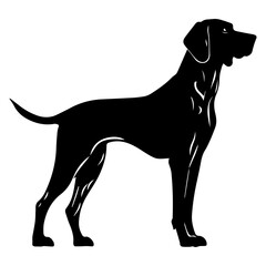 Standing Vizslas Dog, Vizslas Dog monochrome clip art. Vector illustration