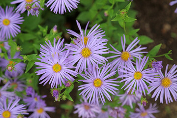 Cluster of Italian Aster blooms, Derbyshire England