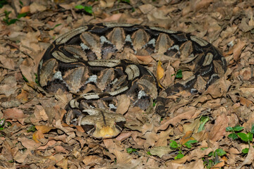 Gaboon Adder (Bitis gabonica), also called the Gaboon Viper, displaying its beautiful camouflage patterns against the dead leaves of the forest floor