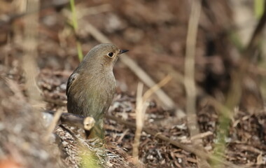 Common redstart, Phoenicurus phoenicurus, birds of Montenegro	