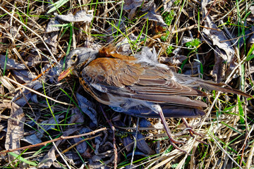 The image shows a bird on the ground, surrounded by dried leaves.