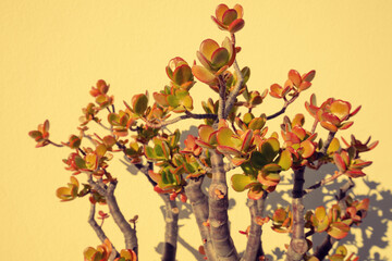 Crassula ovata or money tree  branches on a yellow background