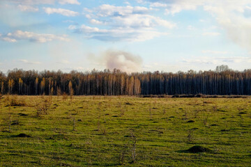Field with scattered shrubs, behind is a dense forest.