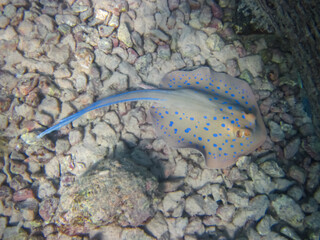Taeniura lymma in the expanses of the coral reef of the Red Sea