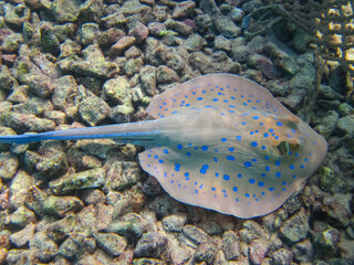 Taeniura lymma in the expanses of the coral reef of the Red Sea