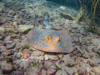 Taeniura lymma in the expanses of the coral reef of the Red Sea