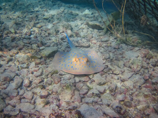 Taeniura lymma in the expanses of the coral reef of the Red Sea