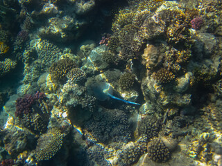 Taeniura lymma in the expanses of the coral reef of the Red Sea