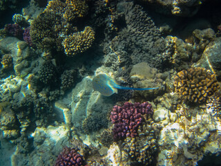 Naklejka na ściany i meble Taeniura lymma in the expanses of the coral reef of the Red Sea