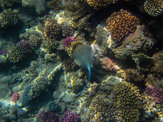 Fototapeta na wymiar Taeniura lymma in the expanses of the coral reef of the Red Sea