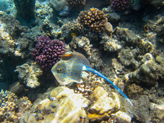 Taeniura lymma in the expanses of the coral reef of the Red Sea